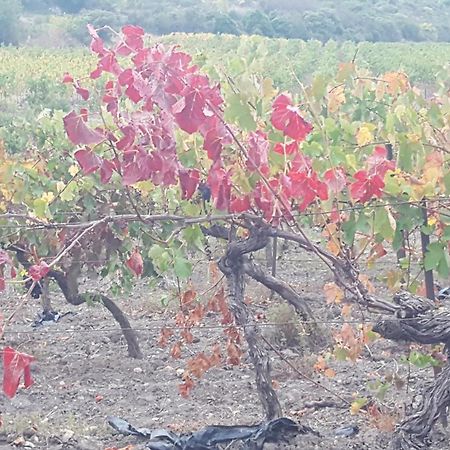 Gite Dans Ancienne Bergerie En Pleine Garrigue Fraisse-des-Corbieres Ngoại thất bức ảnh