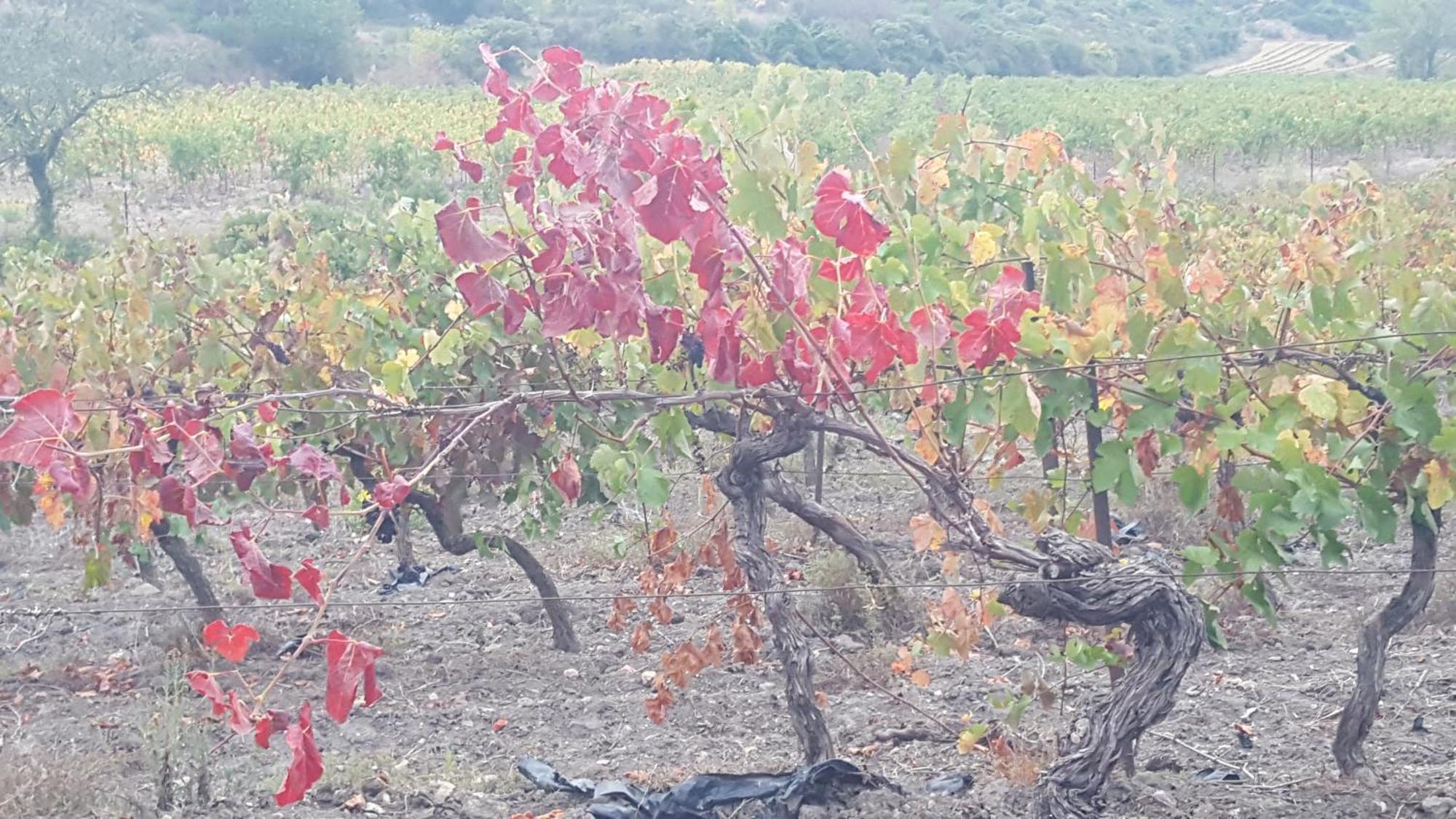 Gite Dans Ancienne Bergerie En Pleine Garrigue Fraisse-des-Corbieres Ngoại thất bức ảnh